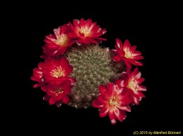 Sulcorebutia vasqueziana ssp. losenickyana WR477 2175 